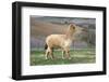 Pretty Gold Alpaca-CountrySpecial-Framed Photographic Print