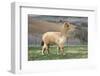 Pretty Gold Alpaca-CountrySpecial-Framed Photographic Print