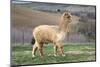 Pretty Gold Alpaca-CountrySpecial-Mounted Photographic Print