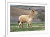 Pretty Gold Alpaca-CountrySpecial-Framed Photographic Print