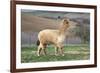 Pretty Gold Alpaca-CountrySpecial-Framed Photographic Print