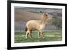 Pretty Gold Alpaca-CountrySpecial-Framed Photographic Print