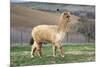 Pretty Gold Alpaca-CountrySpecial-Mounted Photographic Print