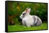 Pretty Grey and White Rabbit on Green Grass-Digidesign-Framed Stretched Canvas