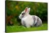 Pretty Grey and White Rabbit on Green Grass-Digidesign-Stretched Canvas