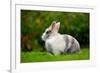 Pretty Grey and White Rabbit on Green Grass-Digidesign-Framed Photographic Print