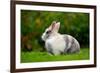 Pretty Grey and White Rabbit on Green Grass-Digidesign-Framed Photographic Print