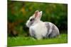 Pretty Grey and White Rabbit on Green Grass-Digidesign-Mounted Photographic Print