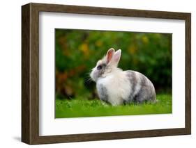 Pretty Grey and White Rabbit on Green Grass-Digidesign-Framed Photographic Print