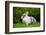Pretty Grey and White Rabbit on Green Grass-Digidesign-Framed Photographic Print