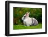 Pretty Grey and White Rabbit on Green Grass-Digidesign-Framed Photographic Print