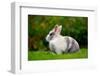 Pretty Grey and White Rabbit on Green Grass-Digidesign-Framed Photographic Print