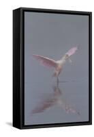 Pretty in Pink - Immature Roseate Spoonbill (Platalea Ajaja) Stretches Wings-Lynn M^ Stone-Framed Stretched Canvas