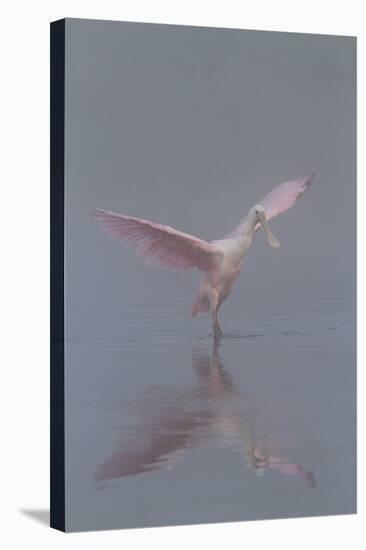 Pretty in Pink - Immature Roseate Spoonbill (Platalea Ajaja) Stretches Wings-Lynn M^ Stone-Stretched Canvas