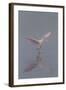 Pretty in Pink - Immature Roseate Spoonbill (Platalea Ajaja) Stretches Wings-Lynn M^ Stone-Framed Photographic Print