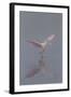 Pretty in Pink - Immature Roseate Spoonbill (Platalea Ajaja) Stretches Wings-Lynn M^ Stone-Framed Photographic Print