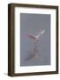 Pretty in Pink - Immature Roseate Spoonbill (Platalea Ajaja) Stretches Wings-Lynn M^ Stone-Framed Photographic Print