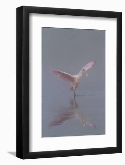 Pretty in Pink - Immature Roseate Spoonbill (Platalea Ajaja) Stretches Wings-Lynn M^ Stone-Framed Photographic Print