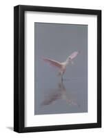 Pretty in Pink - Immature Roseate Spoonbill (Platalea Ajaja) Stretches Wings-Lynn M^ Stone-Framed Photographic Print