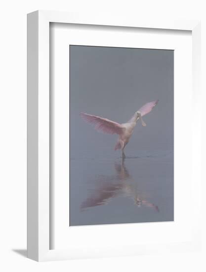 Pretty in Pink - Immature Roseate Spoonbill (Platalea Ajaja) Stretches Wings-Lynn M^ Stone-Framed Photographic Print