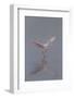 Pretty in Pink - Immature Roseate Spoonbill (Platalea Ajaja) Stretches Wings-Lynn M^ Stone-Framed Photographic Print