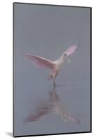 Pretty in Pink - Immature Roseate Spoonbill (Platalea Ajaja) Stretches Wings-Lynn M^ Stone-Mounted Photographic Print