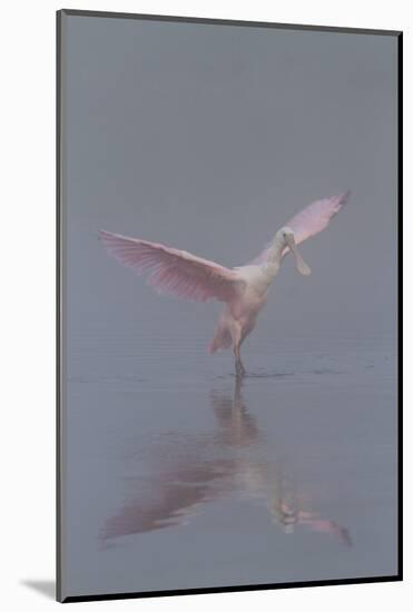 Pretty in Pink - Immature Roseate Spoonbill (Platalea Ajaja) Stretches Wings-Lynn M^ Stone-Mounted Photographic Print