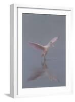 Pretty in Pink - Immature Roseate Spoonbill (Platalea Ajaja) Stretches Wings-Lynn M^ Stone-Framed Photographic Print
