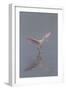 Pretty in Pink - Immature Roseate Spoonbill (Platalea Ajaja) Stretches Wings-Lynn M^ Stone-Framed Photographic Print