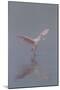 Pretty in Pink - Immature Roseate Spoonbill (Platalea Ajaja) Stretches Wings-Lynn M^ Stone-Mounted Photographic Print