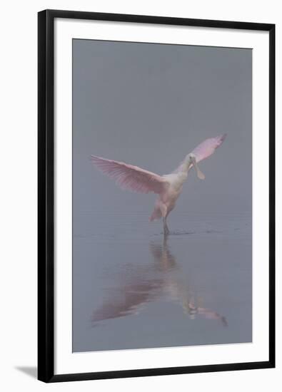 Pretty in Pink - Immature Roseate Spoonbill (Platalea Ajaja) Stretches Wings-Lynn M^ Stone-Framed Photographic Print