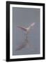 Pretty in Pink - Immature Roseate Spoonbill (Platalea Ajaja) Stretches Wings-Lynn M^ Stone-Framed Photographic Print