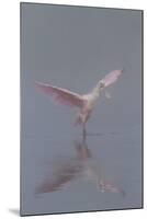 Pretty in Pink - Immature Roseate Spoonbill (Platalea Ajaja) Stretches Wings-Lynn M^ Stone-Mounted Photographic Print