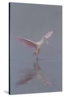 Pretty in Pink - Immature Roseate Spoonbill (Platalea Ajaja) Stretches Wings-Lynn M^ Stone-Stretched Canvas