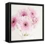 Pretty in Pink-Susannah Tucker-Framed Stretched Canvas