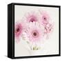 Pretty in Pink-Susannah Tucker-Framed Stretched Canvas