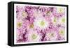 Pretty in Purple I-Donnie Quillen-Framed Stretched Canvas