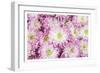 Pretty in Purple I-Donnie Quillen-Framed Premium Giclee Print