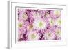 Pretty in Purple I-Donnie Quillen-Framed Art Print