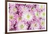 Pretty in Purple I-Donnie Quillen-Framed Art Print