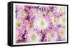 Pretty in Purple I-Donnie Quillen-Framed Stretched Canvas