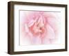 Pretty Pink Blooms III-Eva Bane-Framed Art Print