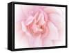 Pretty Pink Blooms III-Eva Bane-Framed Stretched Canvas