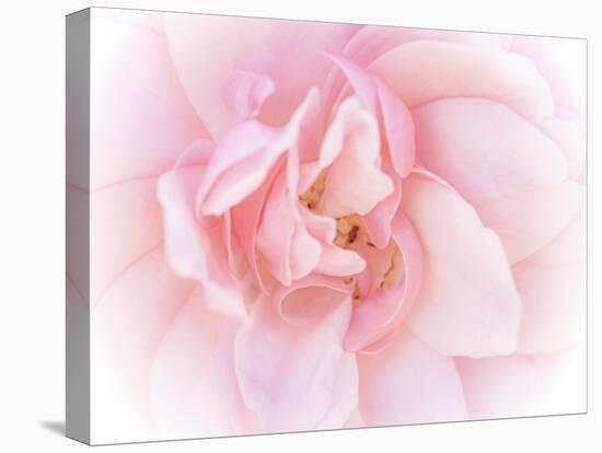 Pretty Pink Blooms III-Eva Bane-Stretched Canvas