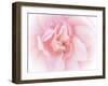 Pretty Pink Blooms III-Eva Bane-Framed Art Print