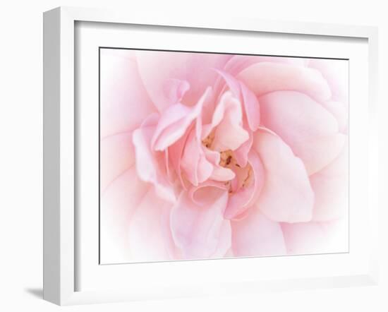 Pretty Pink Blooms III-Eva Bane-Framed Art Print