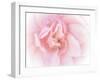 Pretty Pink Blooms III-Eva Bane-Framed Art Print