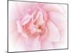 Pretty Pink Blooms III-Eva Bane-Mounted Art Print