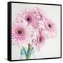 Pretty Pink Daisies-Susannah Tucker-Framed Stretched Canvas