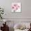 Pretty Pink Daisies-Susannah Tucker-Art Print displayed on a wall